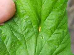 Triphragmium ulmariae