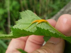 Triphragmium ulmariae