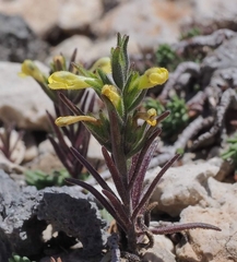 Odontites glutinosus