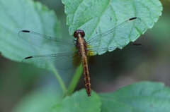 Erythrodiplax avittata