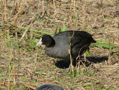 Fulica atra