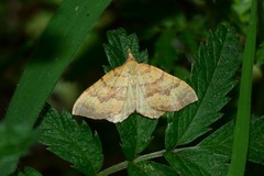 Chrysolarentia correlata