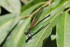 Hetaerina brightwelli