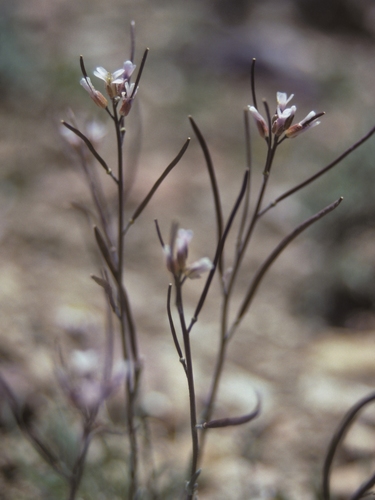 Boechera bodiensis