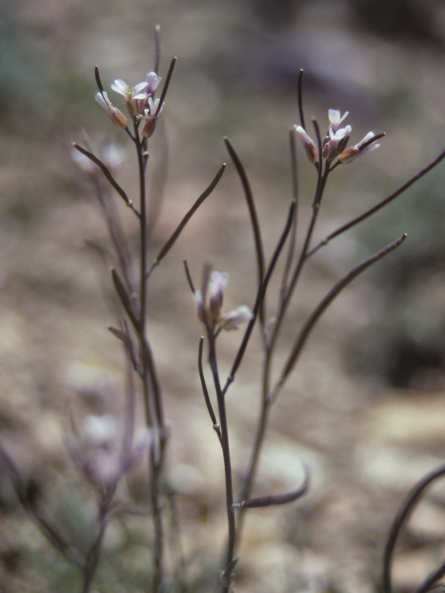 Boechera bodiensis