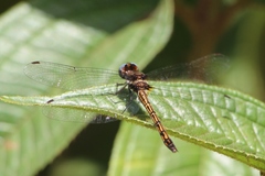Macrothemis imitans