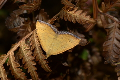 Chrysolarentia correlata