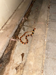 Aspidelaps lubricus
