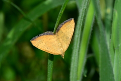 Chrysolarentia correlata