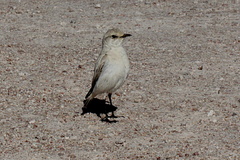 Emarginata tractrac