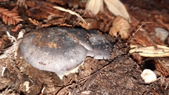 Entoloma medianox
