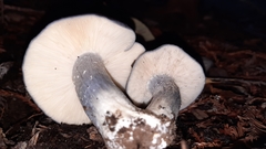 Entoloma medianox