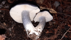 Entoloma medianox