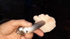 Entoloma medianox