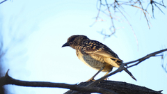 Chlamydera guttata