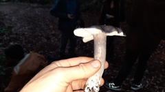 Entoloma medianox