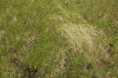 Stipa capillata