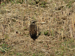 Turdus eunomus