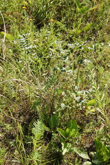 Glycyrrhiza