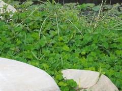 Marsilea minuta