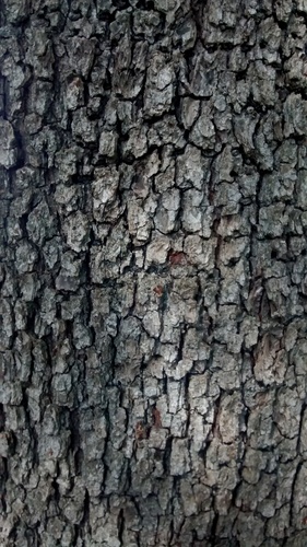 Paprastoji kriaušė nuotrauka