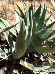 Agave americana