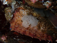 Geitodoris heathi