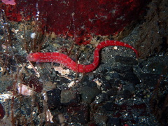 Pholis clemensi