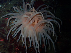 Cribrinopsis fernaldi