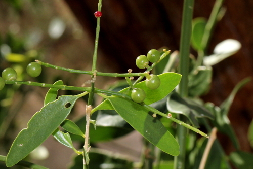 Salvadora persica image