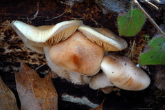 Pholiota decorata