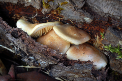 Pholiota decorata