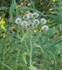 Picris japonica kamtschatica