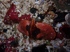 Cryptolithodes typicus
