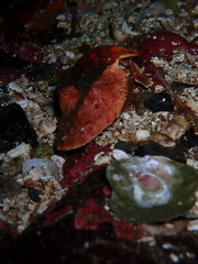 Cryptolithodes typicus