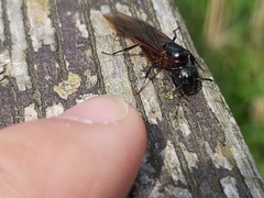 Camponotus herculeanus