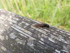 Camponotus herculeanus