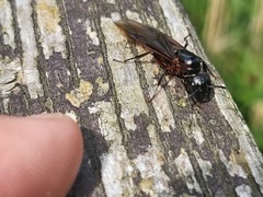 Camponotus herculeanus
