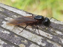 Camponotus herculeanus