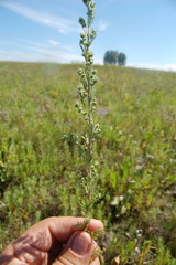Artemisia rupestris