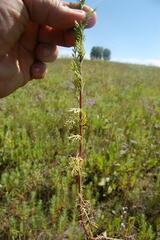 Artemisia rupestris
