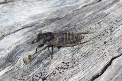 Atrapsalta furcilla