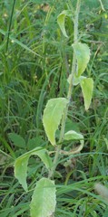 Picris japonica kamtschatica