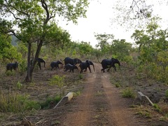 Loxodonta