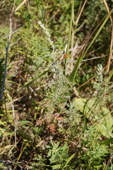 Artemisia pontica