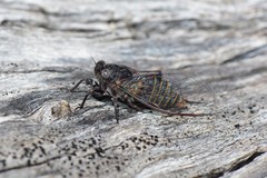 Atrapsalta furcilla