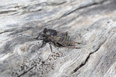 Atrapsalta furcilla