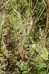 Artemisia pontica