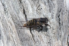 Atrapsalta furcilla