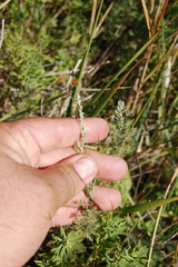 Artemisia pontica